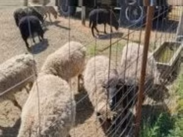Qoʻchqor, Merino sheep