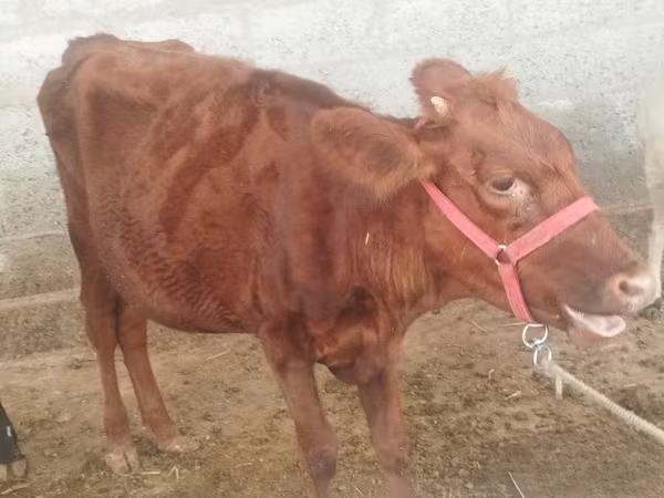 Сиыр, Red Estonian cattle
