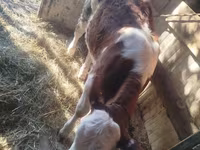 Cattle (batch, sex not specified), Simmental cattle — photo 4