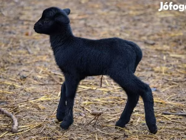 Schaf, Cameroon sheep
