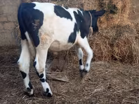 Bull, Russian Black pied cattle — photo 7