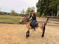母马, Horses — 照片 3