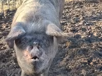 母猪, Pigs — 照片 2