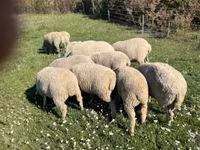 Baran, Owce — zdjęcie 2