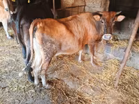Cow, Wild yak — photo 3