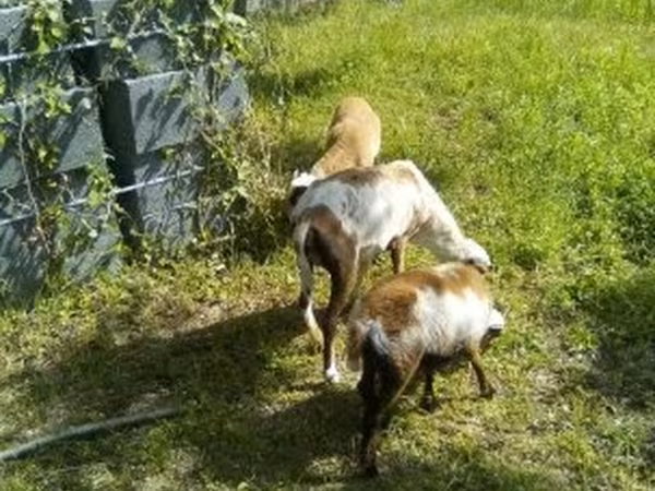 母山羊, Goats