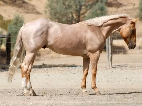 Pastuv, Quarter Horse