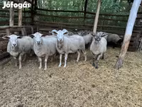 كبش, الأغنام — الصورة 1