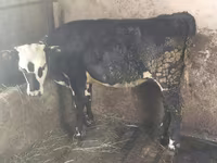 Krava, Swiss cattle — fotografija 2