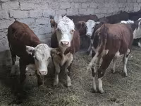 गाय, कजाख़स्तानी सफेद सिर वाली गाय — फ़ोटो 3