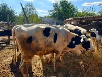 ثور, Russian Black pied cattle — الصورة 4