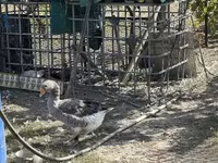 Geese — 写真 4