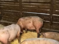 Sow, Pigs — photo 2