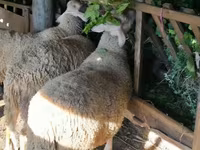 Ovan, Lacaune sheep — fotografija 2