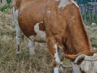 Krava, Simmental cattle — fotografija 1
