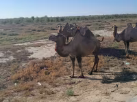 Ženka deve, Kazakh Bactrian camel — fotografija 1