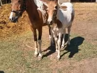 Horse (M), Horses — photo 4