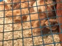 Chickens — Foto 5