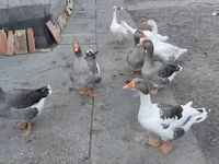 Geese — 写真 6
