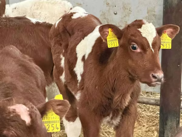 雄牛, Simmental cattle