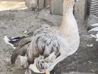 Geese — फ़ोटो 1