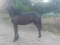 Hengst, Friesian — Foto 1