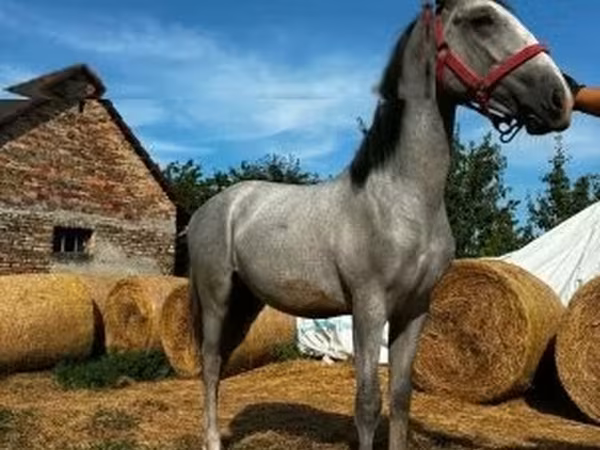 حصان, Lipizzaner