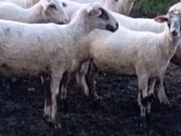 Ovca, Tsigai sheep — fotografija 1
