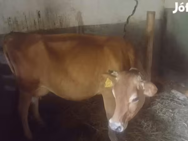 母牛, Jersey breed