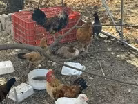 Chickens — 写真 1