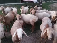 كبش, Rhon sheep — الصورة 3