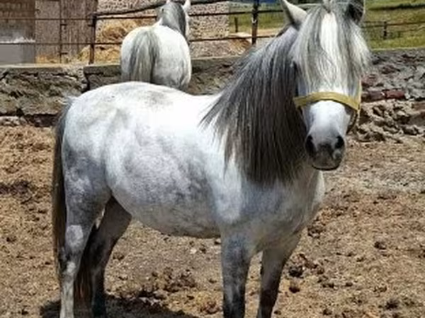 Yegua, Caballos