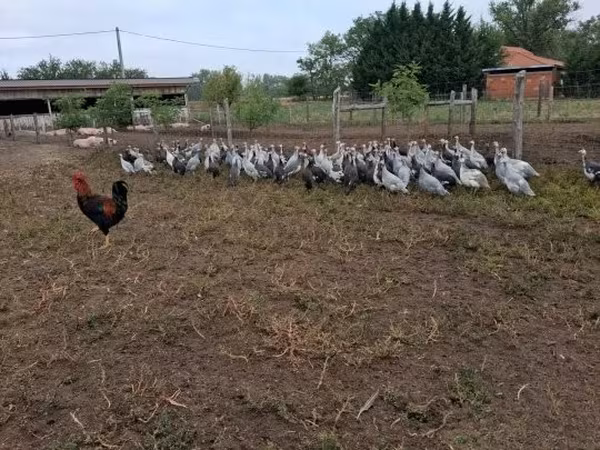 Guinea fowl