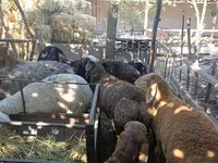 Ovelha, Rhon sheep — foto 3