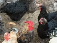 Chickens — zdjęcie 3
