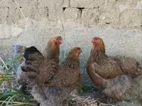 Brahma — foto 2