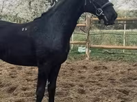 Koń, Nonius horse — zdjęcie 5