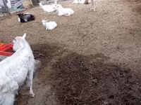 Billy Goat, Goats — photo 2