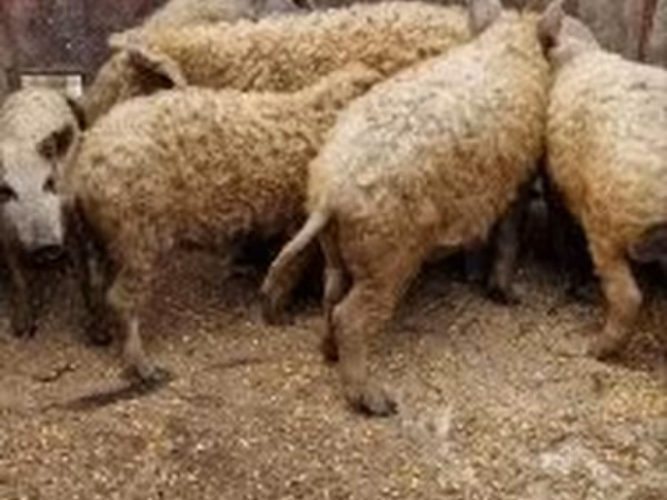 خنزير ذكر, Мангалица