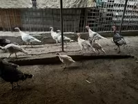 Turkeys — الصورة 4