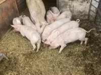 Cerdos (lote, sexo no especificado), Дюрок — foto 4