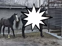 Kobila, Orlov Trotter — fotografija 4