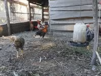 Chickens — الصورة 6