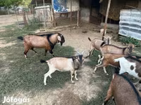 Cabro, Cabras — foto 3
