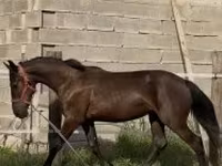 فرس, الخيول — الصورة 2