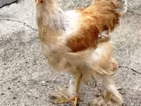 Brahma — fotografija 2