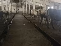 Vache, Race Holstein — photo 7