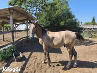 Horse (M), Lipizzaner — photo 1
