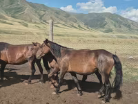 Égua, Cavalos — foto 6