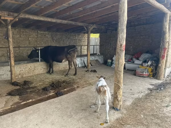 Krava, Swiss cattle
